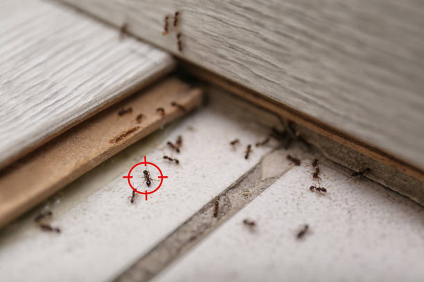 Best Pest Prevention Services  in Truman, MN